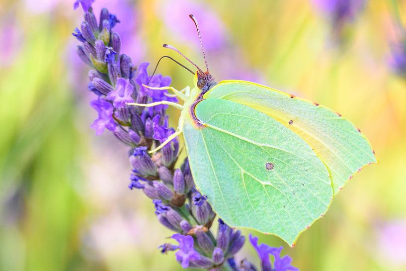 Papillon Cléopâtre assis sur une fleur de lavande par Sjoerd van der Wal Photographie