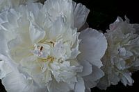 peonies