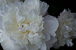 pivoines