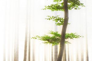 Hochnebel auf der Veluwe
