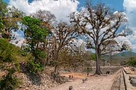 Honduras: Copán (Los Sapos) by Maarten Verhees thumbnail