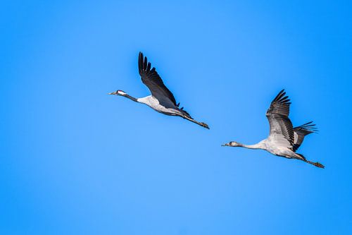 Kraanvogels in de vlucht