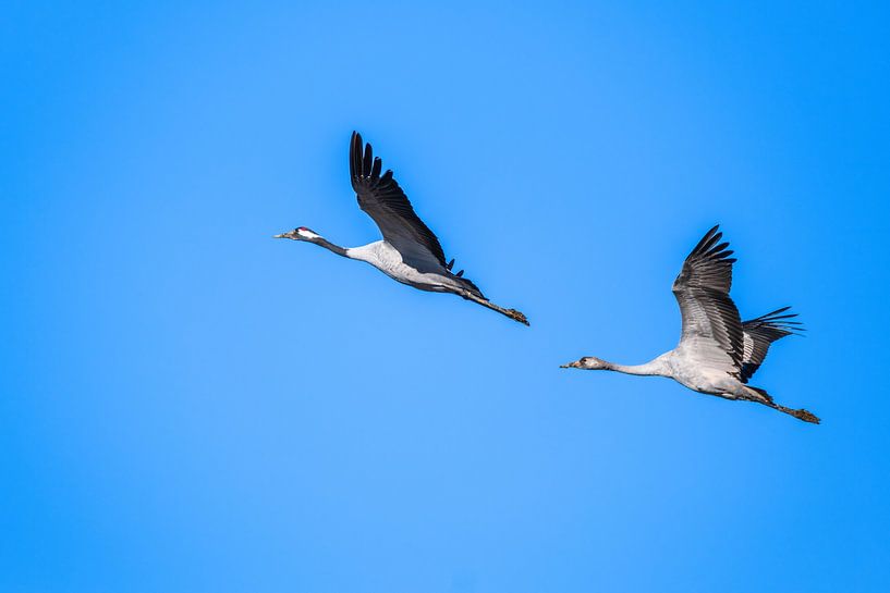 Kraniche im Flug von Joke Beers-Blom
