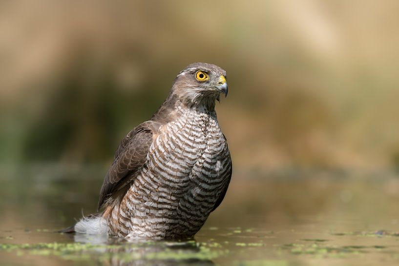 Sharp look of a bathing sparrowhawk by Michel Roesink