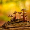 Champignons sur une souche d'arbre sur Leon Okkenburg