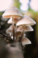 witte herfst juweeltjes