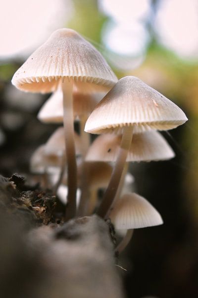 witte herfst juweeltjes van Marvin Van Haasen