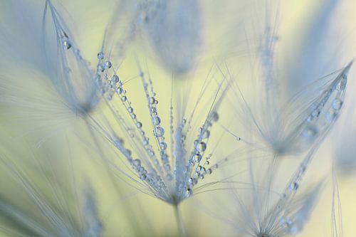 Uitgebloeide paardenbloem tijdens zonsopkomst met dauwdruppels.