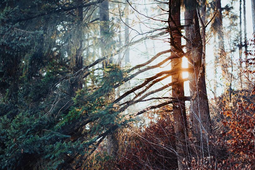 Nature by Meike Huibers