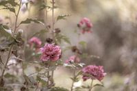 lot de fleurs 16