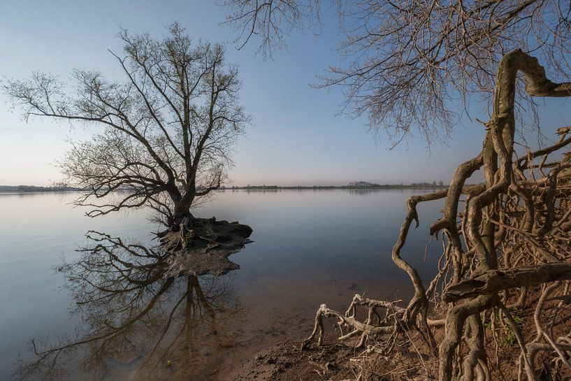 Bijzondere boomwortels by Moetwil en van Dijk - Fotografie