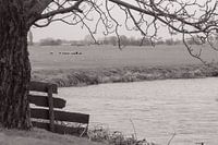 Meadow black and white