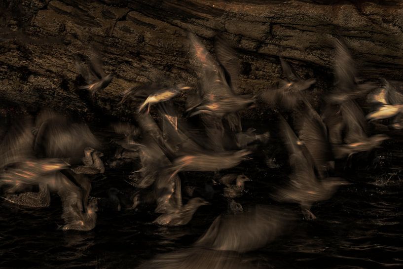 Chaos van Cathfish photography by Cathie Lefieuw