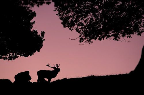 Mannetje Edelhert (Cervus elaphus) met groot gewei