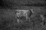 Heide koe met kalf van Manon thumbnail