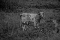 Heath cow with calf