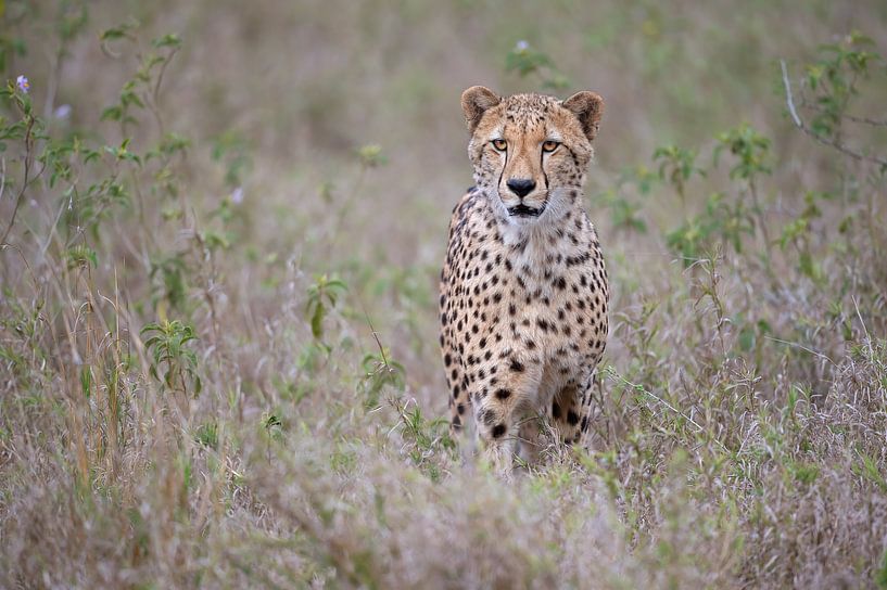 That gaze by Marco Pozzi