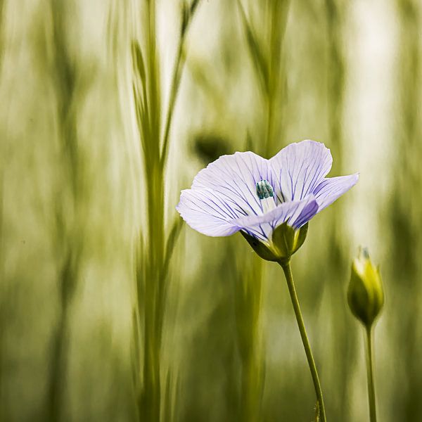 Flax by Hille Monster