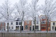 Huizen aan de Burgel gracht in Kampen met berijpte bomen in de voorgrond van Sjoerd van der Wal Fotografie thumbnail