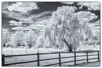 Weeping willow in infrared
