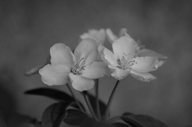 Apfelblüte in Schwarz und Weiß von Johan Verbon