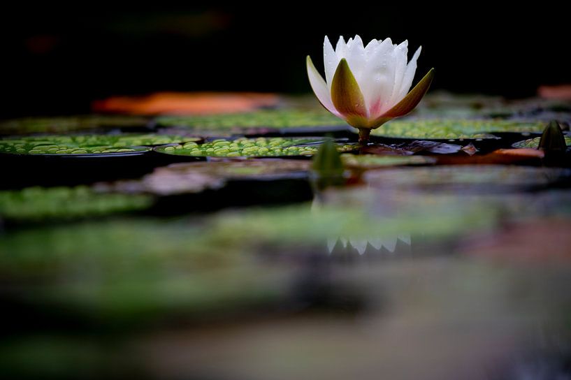 Seerose von Peter Felberbauer