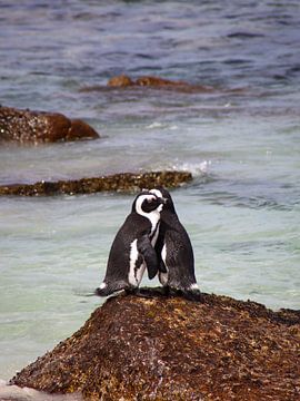 Knuffelende pinguïns op het strand van Robin Mulders