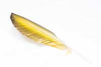 feather