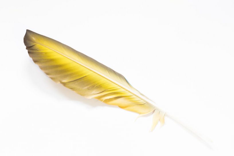 feather by Hennie Zeij