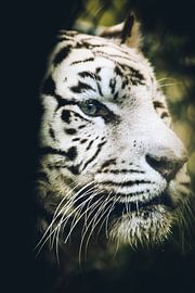 White tiger