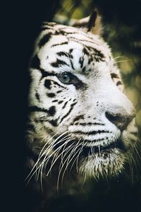 White tiger von Mark Zanderink
