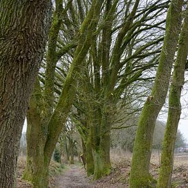 Holle weg over de Veluwezoom van Gerard de Zwaan