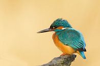 Eisvogel in der Sonne von René Vos Miniaturansicht