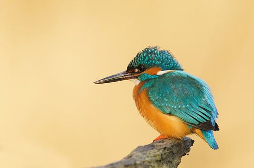Kingfisher in the sun