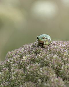 Laubfrosch von Liliane Jaspers