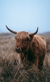 Highland cattle portrait by Fabian Elsing