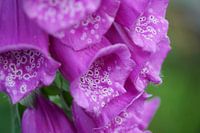 foxglove