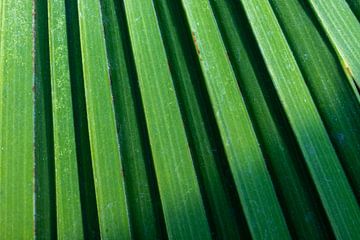 Grünes Palmenblatt | Fine Art Naturfoto von Karijn | Fine art Natuur en Reis Fotografie