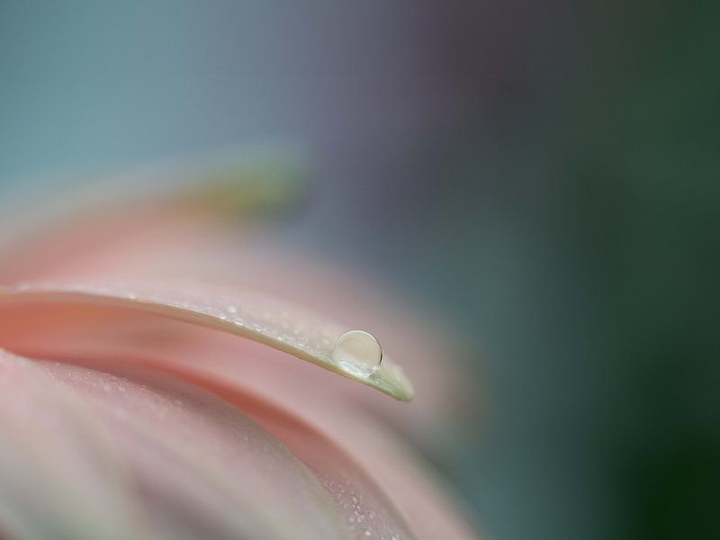 Nature makes her own gems by Anne Loos
