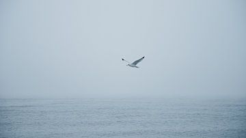 Zeemeeuw boven de Noordzee van Yanuschka Fotografie | Noordwijk