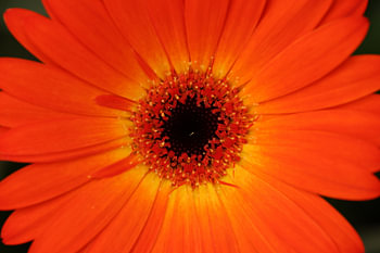 Close up van een chrysant