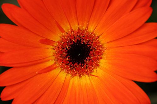 Close up van een chrysant