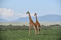 giraffes