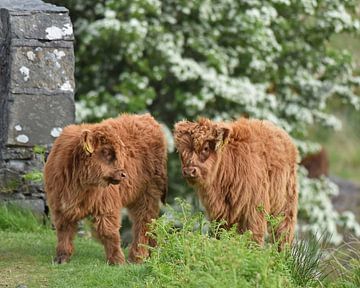 Schottische Highlander-Kälber von Rini Kools