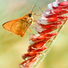 Thick-headed butterfly by Violetta Honkisz