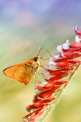 Thick-headed butterfly by Violetta Honkisz