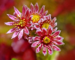 Houselook (Rosa Blume des Houselook)