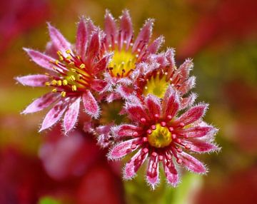 Huislook (Roze Bloem van de Huislook) van Caroline Lichthart