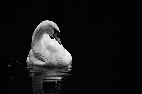 White Swan in Black