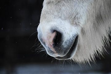 Sensibles Pferdemaul eines Islandpferdes von Angelika Beuck